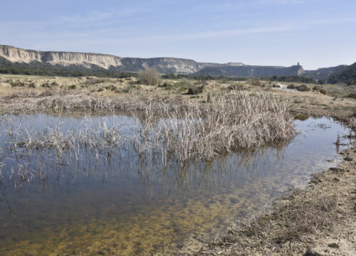 Cultivos interesantes dentro de las bardenas